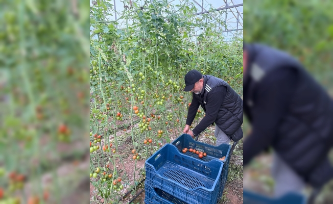 Fanatik üreticinin ‘Kante' sevgisi: Domatesleri topladığı kasaya bile onun adını yazdırdı