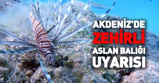 Akdeniz'de zehirli Aslan Balığı uyarısı