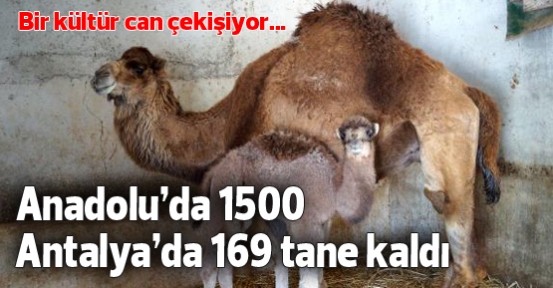 Anadolu'da 1500 deve kaldı