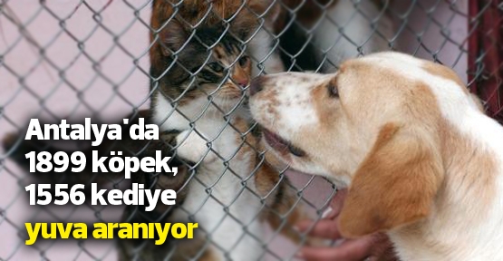 Antalya'da 1899 köpek, 1556 kediye yuva aranıyor