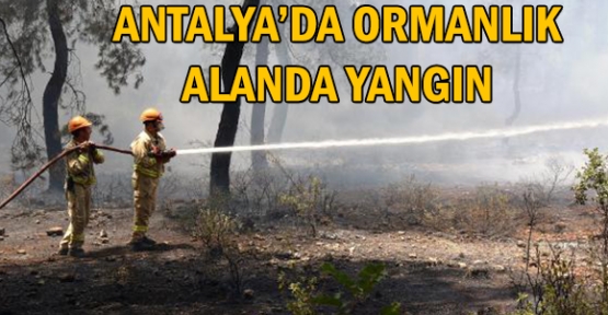 Antalya'da ormanlık alanda yangın