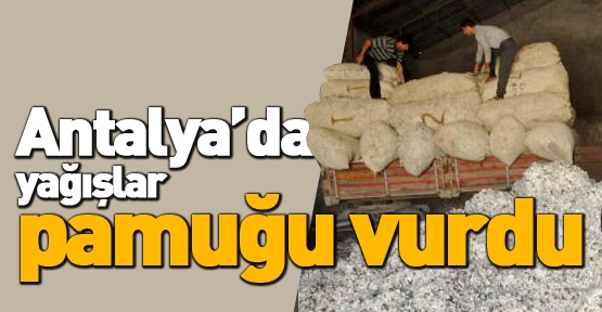 Antalya'da yağışlar pamuğu vurdu