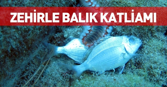 Antalya’da zehirle balık katliamı
