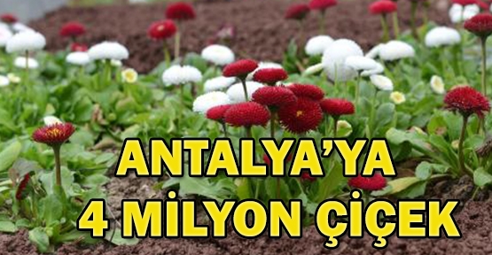 Antalya'ya 4 milyon çiçek