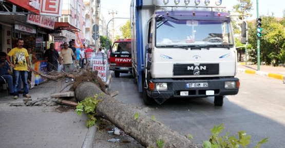 Asırlık çınarı kamyon devirdi