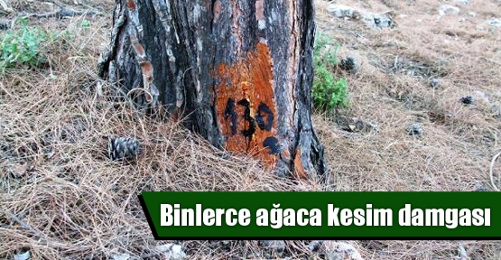 Binlerce ağaca kesim damgası