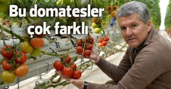 Bu domatesler çok farklı