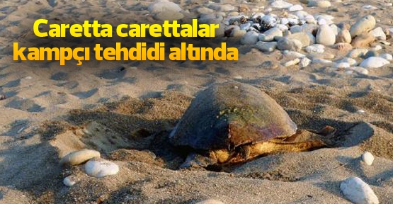 Caretta carettalar kampçı tehdidi altında