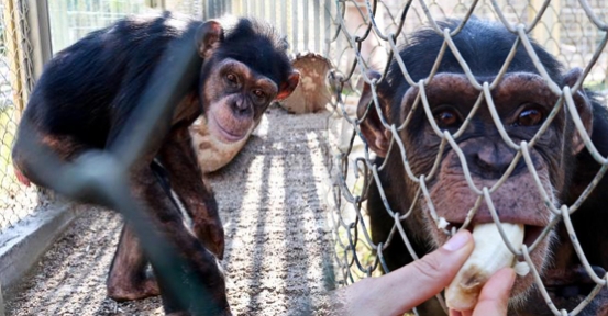 Dişleri sökülen şempanze hayvanat bahçesine alındı