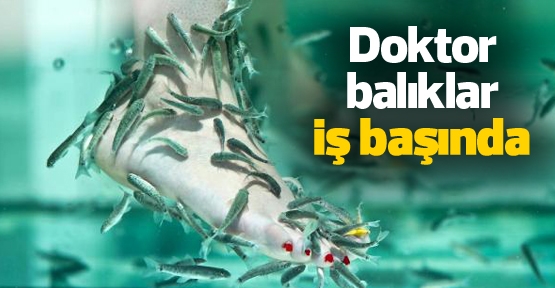 Doktor balıklar iş başında