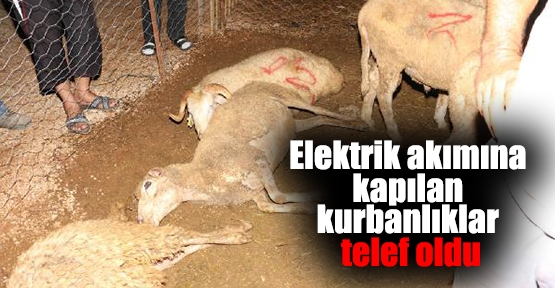 Elektrik akımına kapılan kurbanlıklar telef oldu