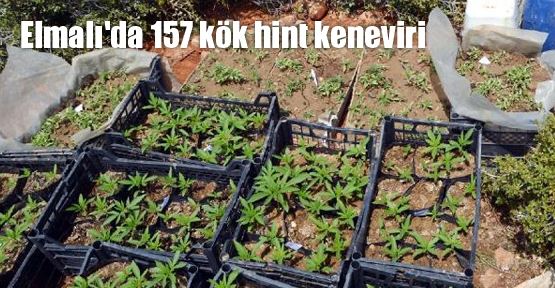 Elmalı'da 157 kök hint keneviri