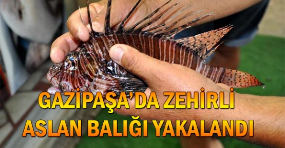 Gazipaşa'da zehirli aslan balığı yakalandı