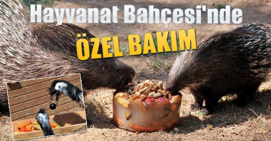 Hayvanat Bahçesi'nde ÖZEL BAKIM