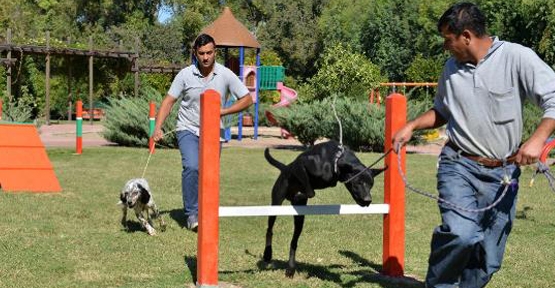 Konyaaltı'nda sokak köpekleri için eğitim parkuru