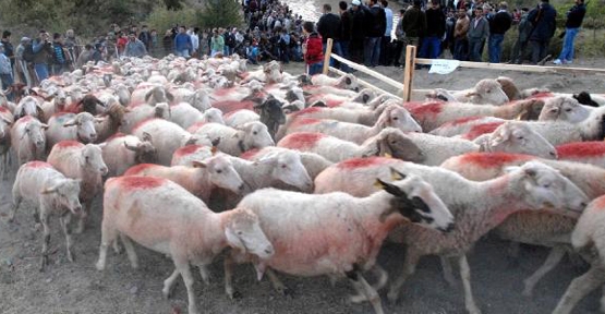 Koyunların boyanması nedeniyle 2 bin ton yün çöpte