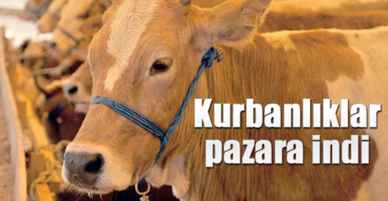 Kurbanlıklar pazara indi