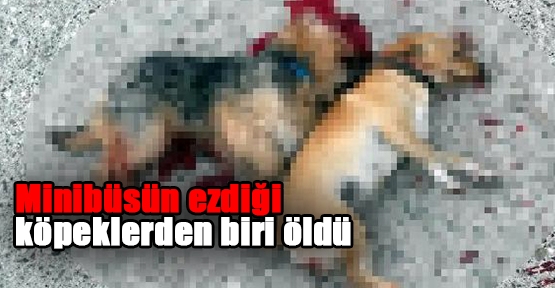 Minibüsün ezdiği köpeklerden biri öldü