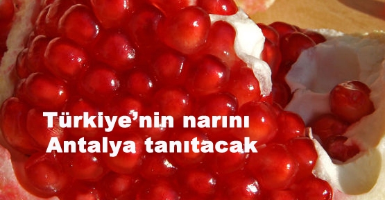 Nar Tanıtım Grubu kuruluyor