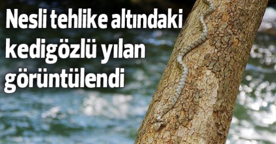 Nesli tehlike altındaki kedigözlü yılan görüntülendi