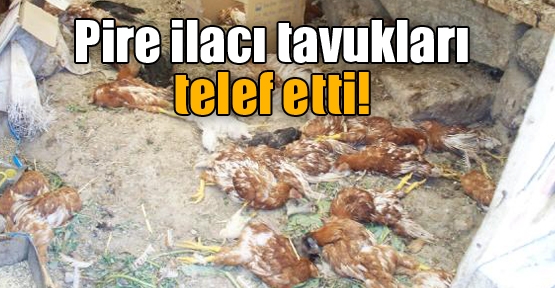 Pire ilacı tavukları telef etti!