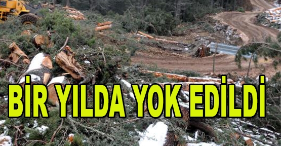 Sedir ormanı bir yılda yok edildi