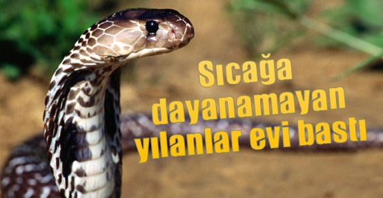 Sıcağa dayanamayan yılanlar evi bastı