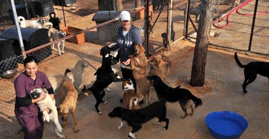 Sokak köpeklerine 5 yıldızlı bakım