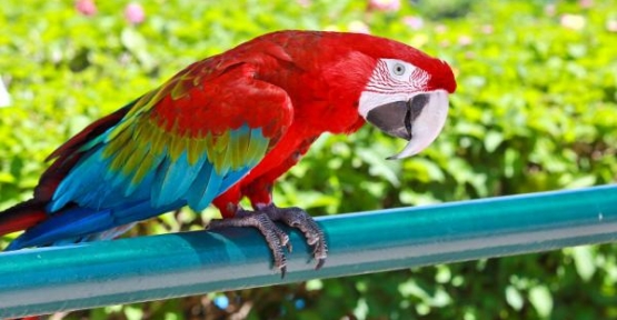 Su parkının maskotu papağan Alex