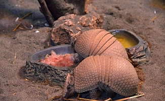 Wild Park'a armadillo geldi