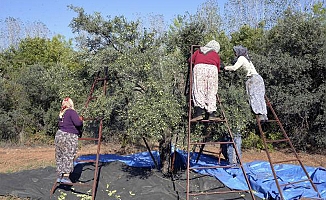 Zeytin ağacı ihracatındaki yasağın kaldırılması istendi