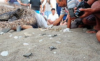 Çıralı'da bir haftada ikinci caretta rekoru