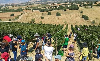 İlkbahar sıcak geçti, bağ bozumu erken başladı