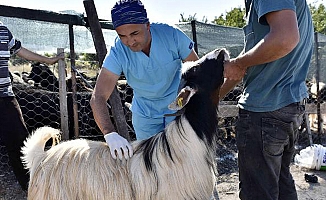 Kurbanlıklar gelmeye başladı