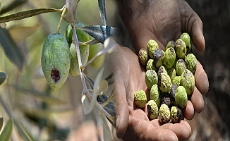 Zeytin sineği tehdidi