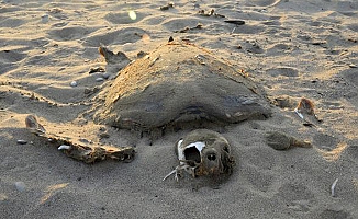 Genç caretta, balıkçıların kurbanı oldu