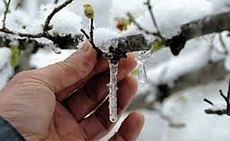 Meteoroloji'den 3 il için don uyarısı