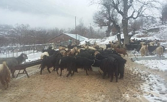 Mahsur kalan çobanlar kurtarıldı