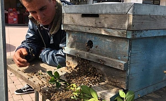 Kovandan çıkan arı kolonisi ağaçta toplandı