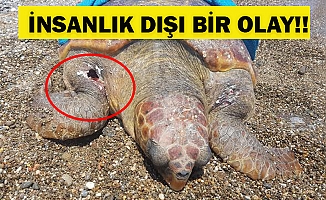 Caretta caretta tüfekle vurularak öldürüldü