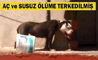 Çatıya bağlanan pitbull telef oldu