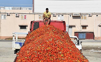 Demre'de salçalık domates krizi çözüldü