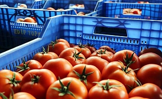 Fiyatı düşen domatese 'taban fiyat' teklifi