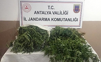 Jandarmadan uyuşturucu operasyonu