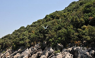 'Sıçan Adası, Martı Adası olsun' talebi