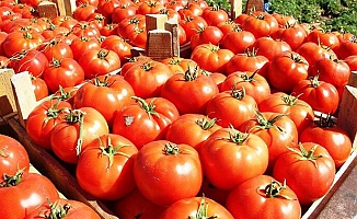 Avrupa'ya ihracat, domates fiyatını artırdı