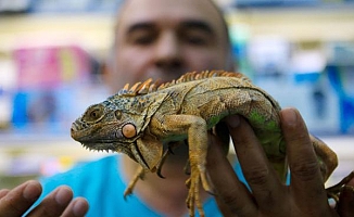 GENÇLERİN İGUANA İLGİSİ