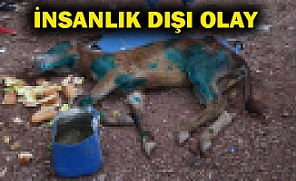 Halıya sarıp ölüme terk ettiler