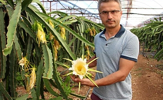 Sebzeyi bıraktı, ejder meyvesi üretimine başladı