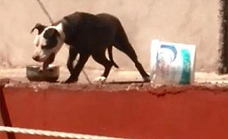 Sıcaktan ölen köpeğin sahibine 7 bin 802 lira ceza